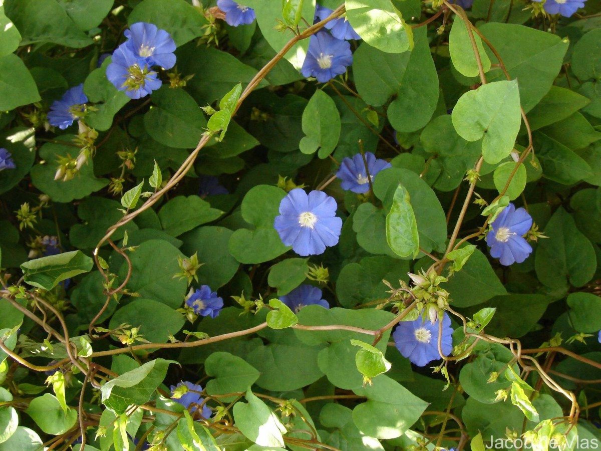 Jacquemontia pentanthos (Jacq.) G.Don